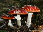 A_ muscaria _G_ Giacomini (1)